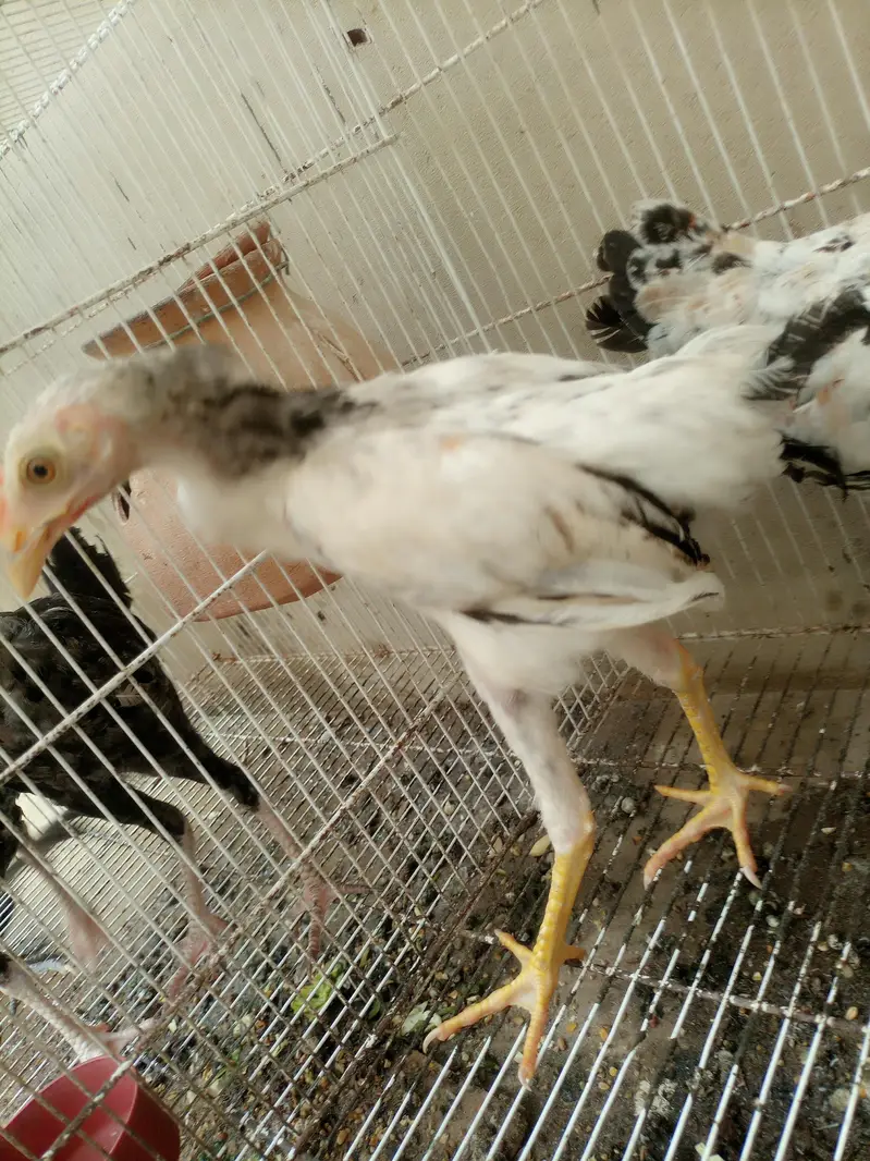 Aseel chicks for sale — photo 3