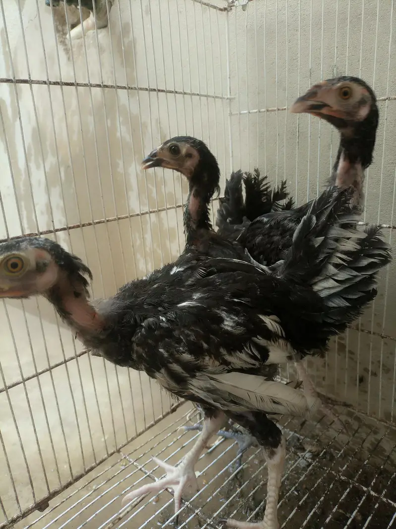 Aseel chicks for sale — photo 4