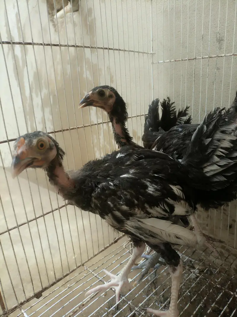 Aseel chicks for sale — photo 5