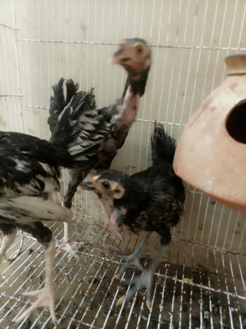 Aseel chicks for sale — photo 6