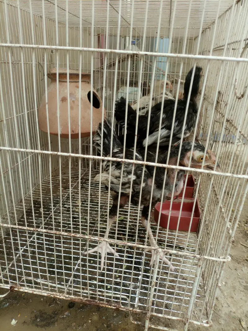 Aseel chicks for sale — photo 7