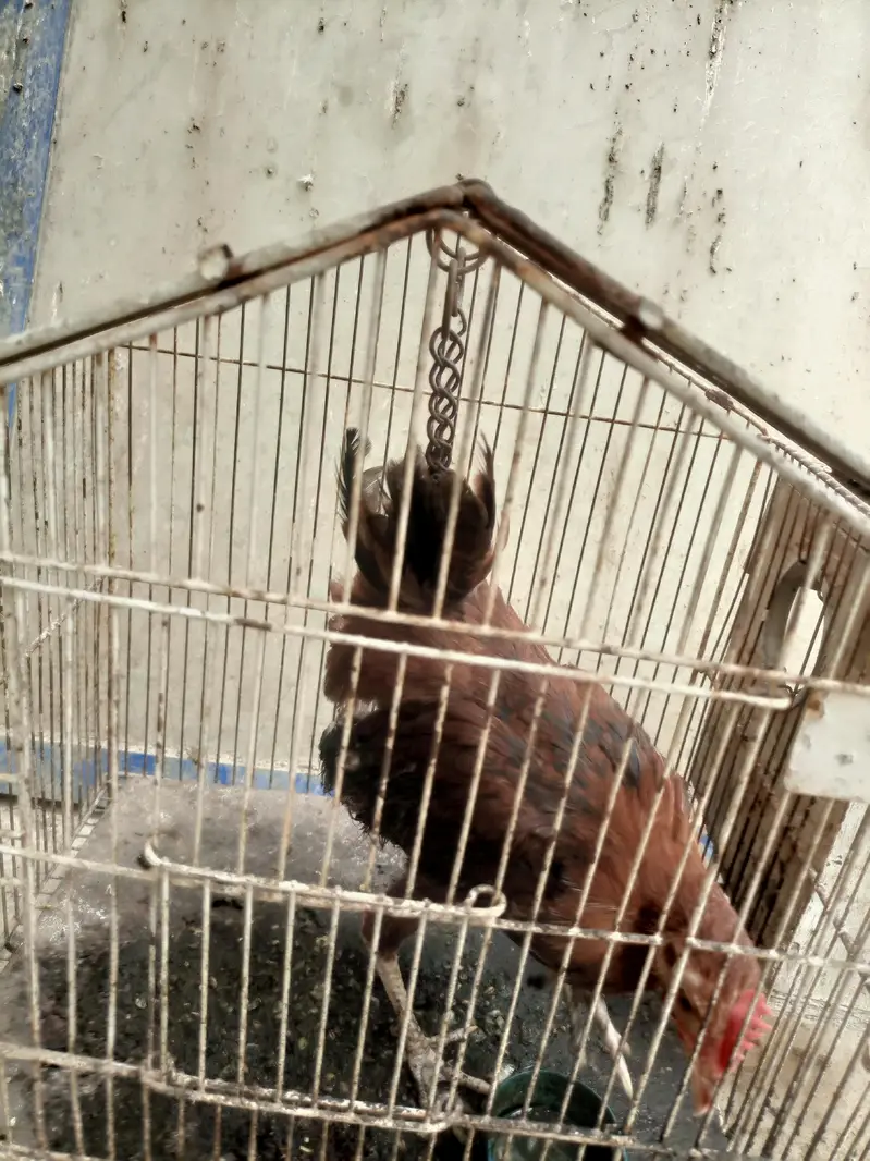 Aseel chicks for sale — photo 8