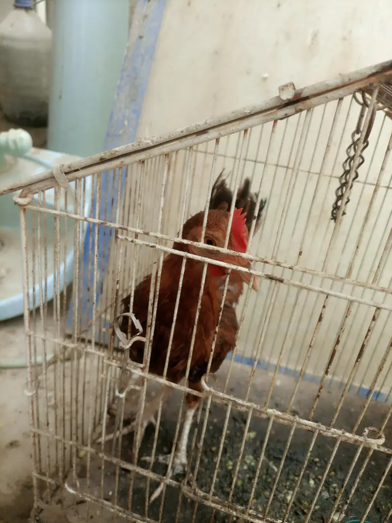 Aseel chicks for sale — photo 9