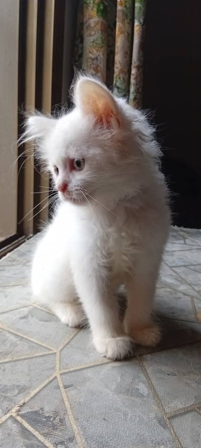 Beautiful cute White Persian Kitten