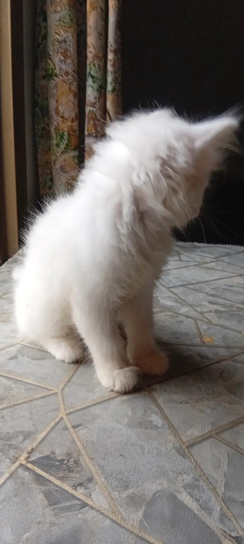 Beautiful cute White Persian Kitten — photo 2