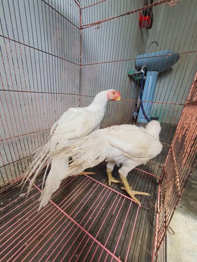 parrot beak pair age 4 months location sialkot per 60k