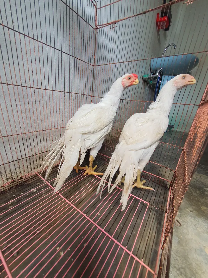 parrot beak pair age 4 months location sialkot per 60k — photo 2