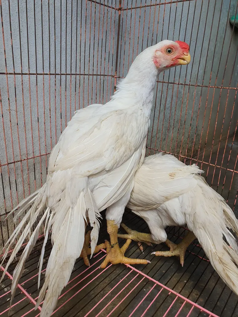 parrot beak pair age 4 months location sialkot per 60k — photo 3