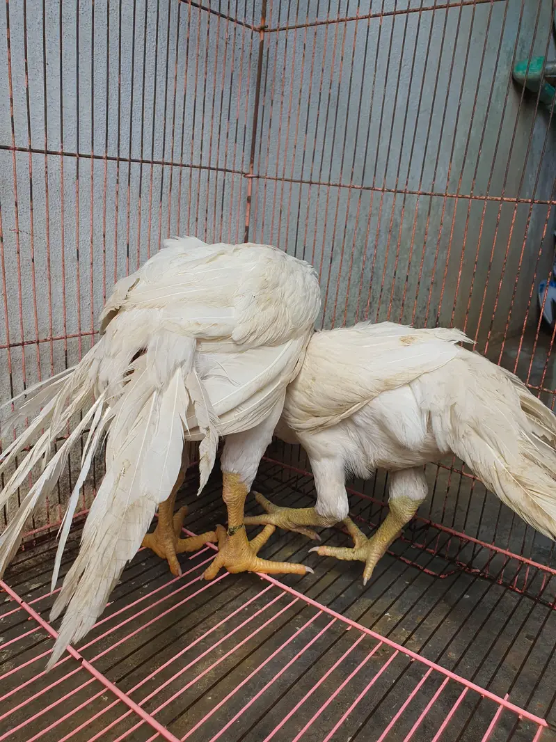 parrot beak pair age 4 months location sialkot per 60k — photo 4