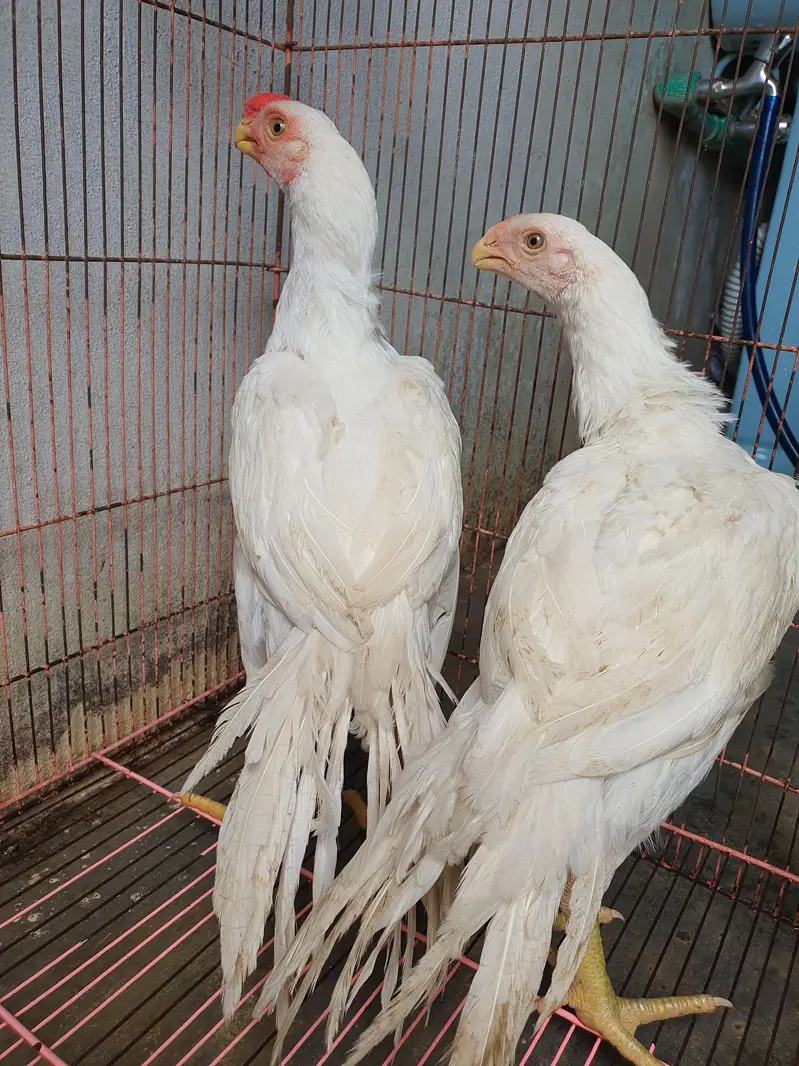 parrot beak pair age 4 months location sialkot per 60k — photo 5