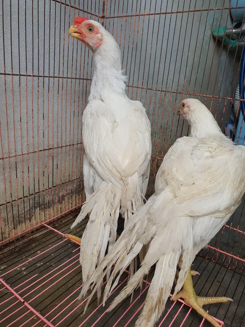 parrot beak pair age 4 months location sialkot per 60k — photo 6