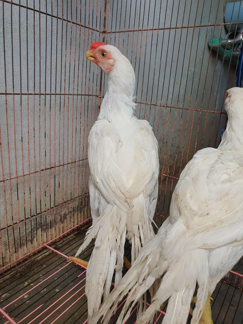 parrot beak pair age 4 months location sialkot per 60k — photo 7