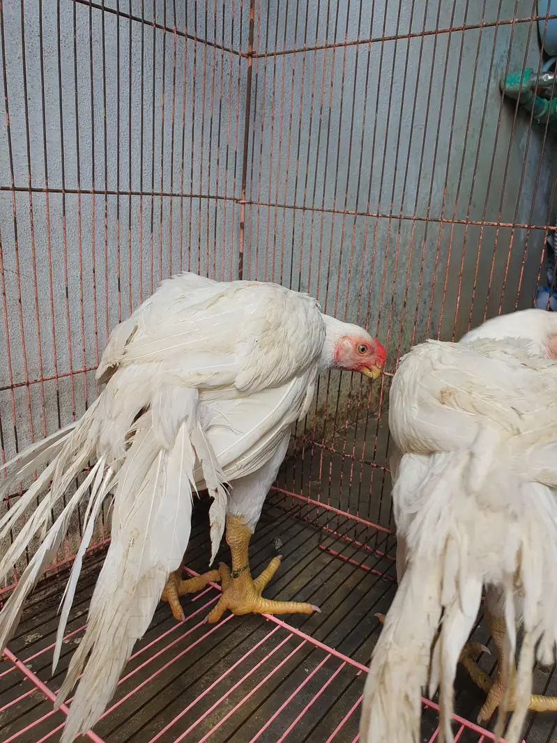 parrot beak pair age 4 months location sialkot per 60k — photo 8