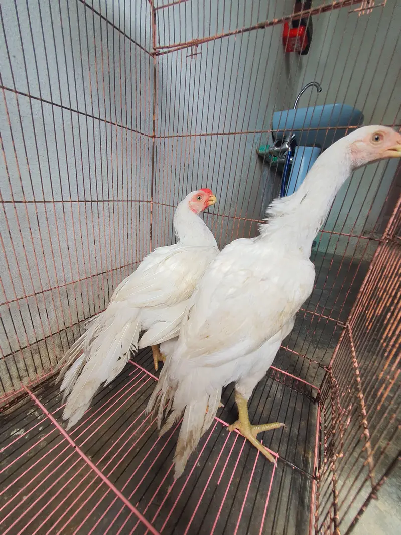 parrot beak pair age 4 months location sialkot per 60k — photo 9