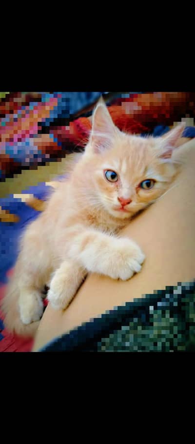 Persian female kittens