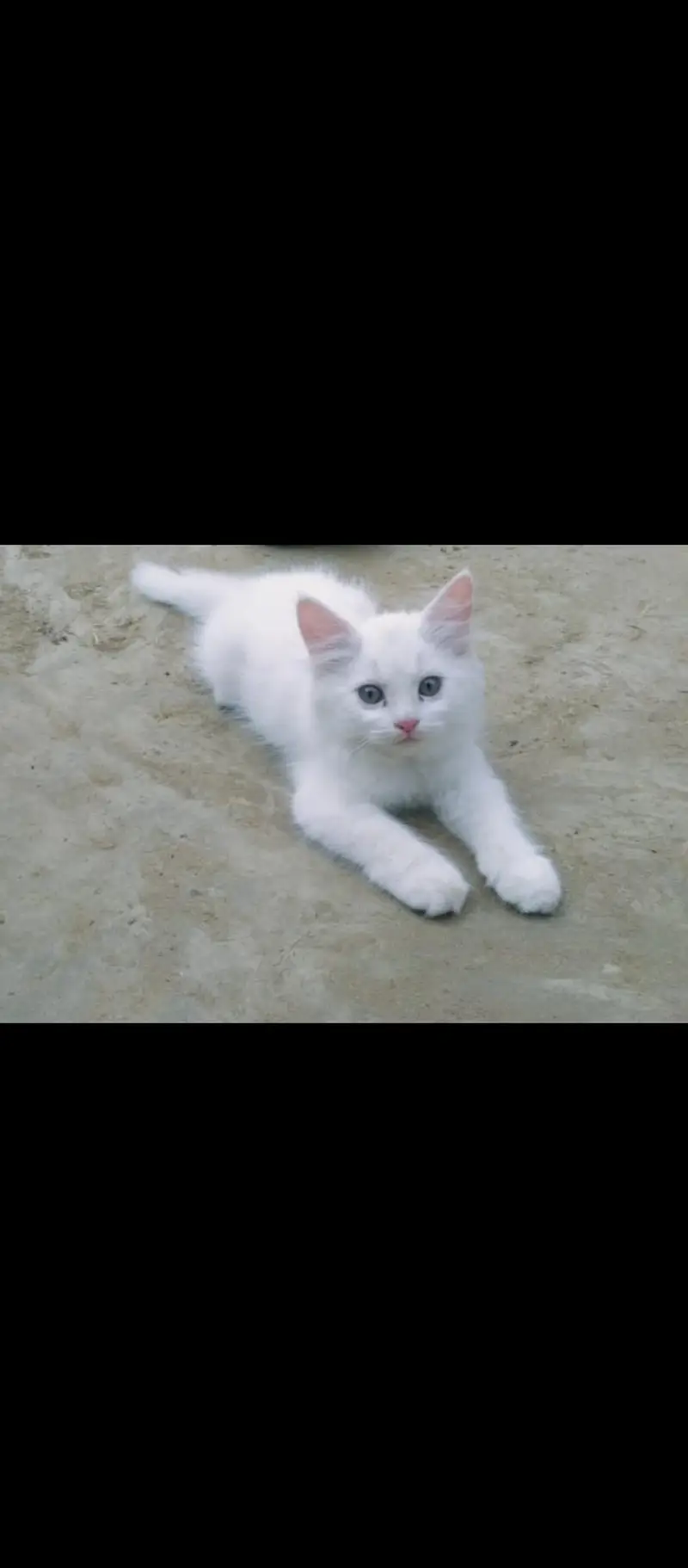 Persian female kittens — photo 2