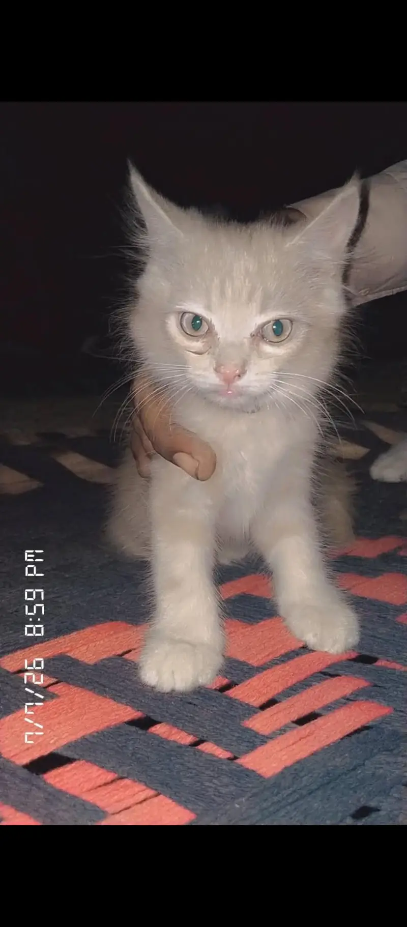 Persian female kittens — photo 3