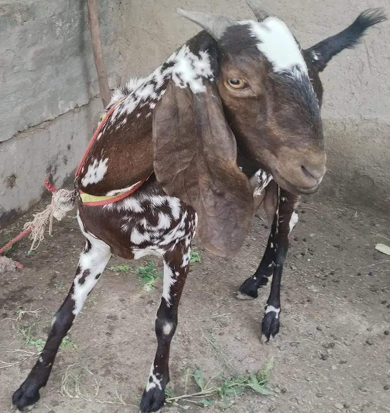 مکھی چینی کراس بیتل 3 سے 4 بچے دینے والی نسل کی بکری — photo 3