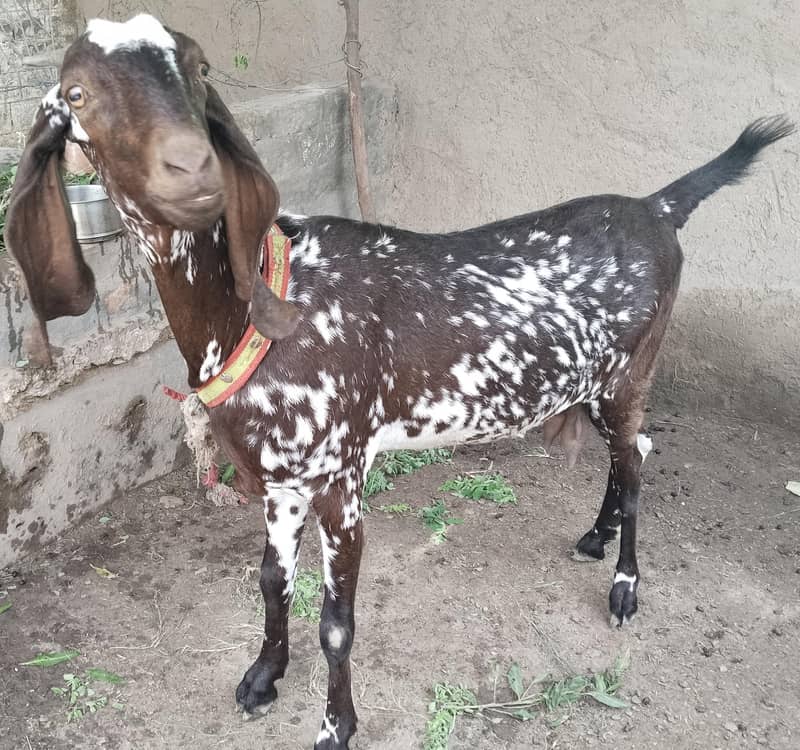 مکھی چینی کراس بیتل 3 سے 4 بچے دینے والی نسل کی بکری 3