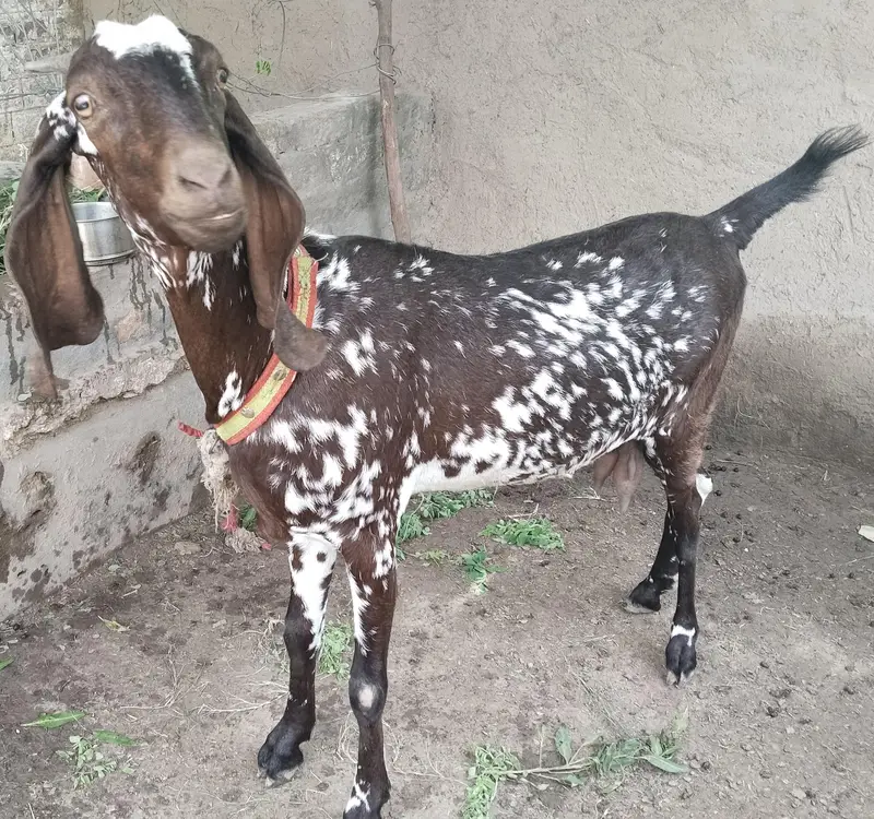 مکھی چینی کراس بیتل 3 سے 4 بچے دینے والی نسل کی بکری — photo 4