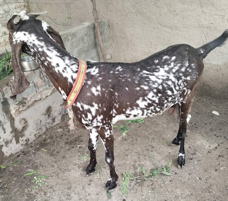 مکھی چینی کراس بیتل 3 سے 4 بچے دینے والی نسل کی بکری 4