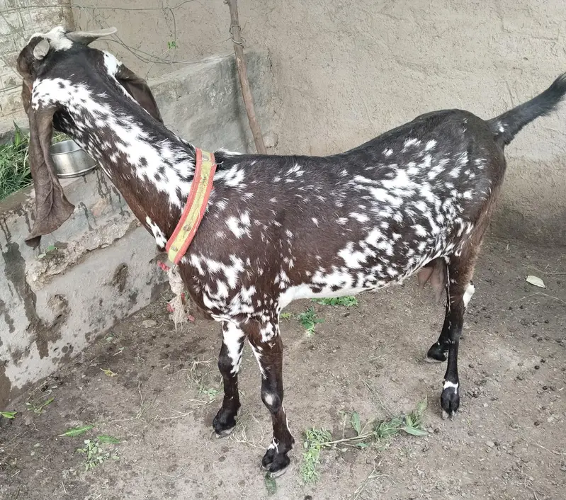 مکھی چینی کراس بیتل 3 سے 4 بچے دینے والی نسل کی بکری — photo 5
