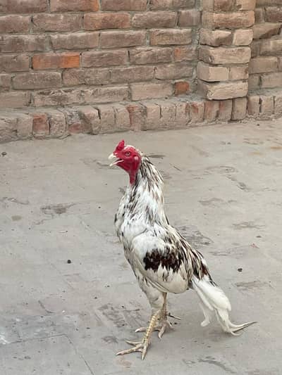 mainwali bird