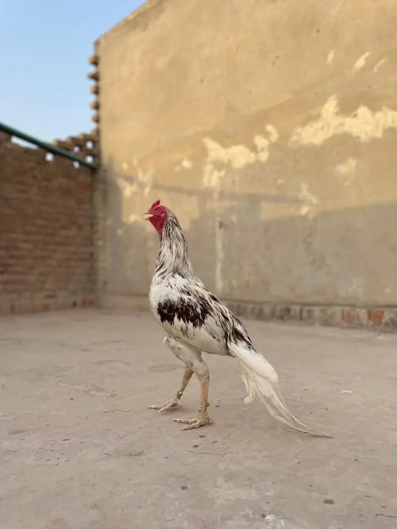 peer Aseel Bird — photo 2