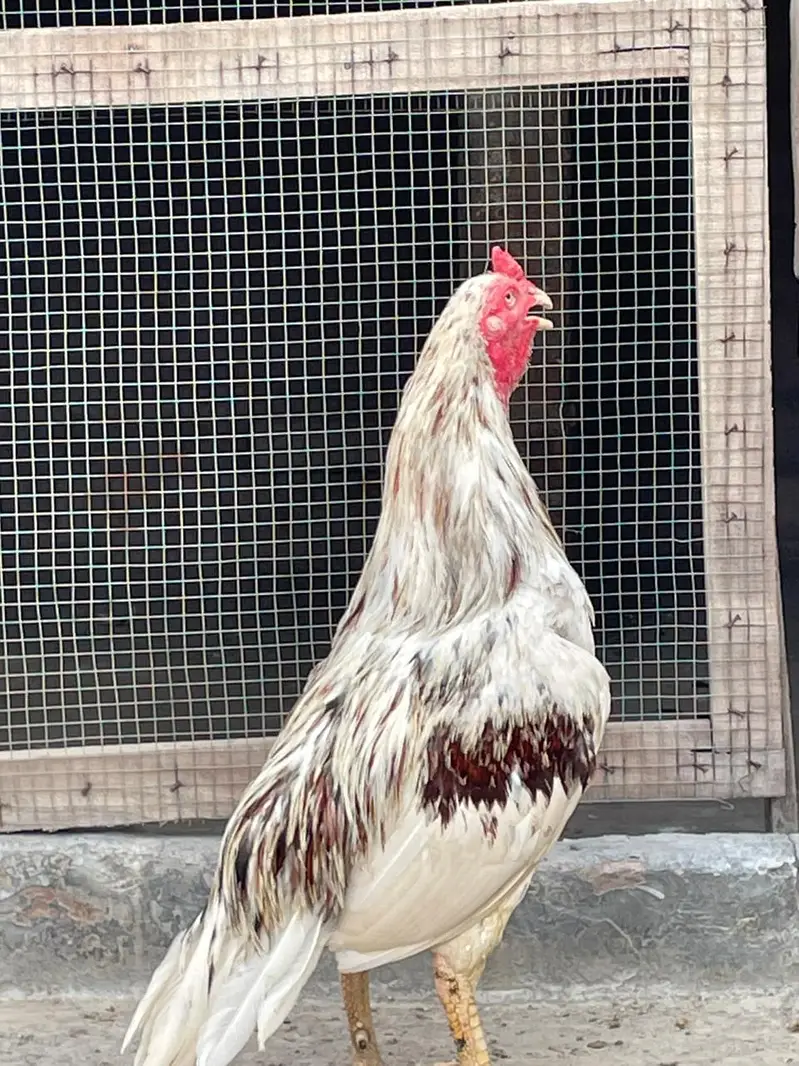 peer Aseel Bird — photo 4