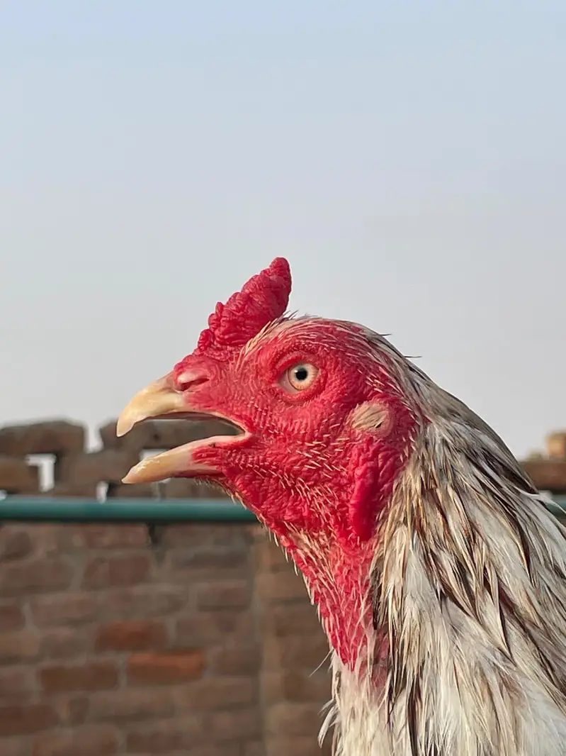 peer Aseel Bird — photo 5