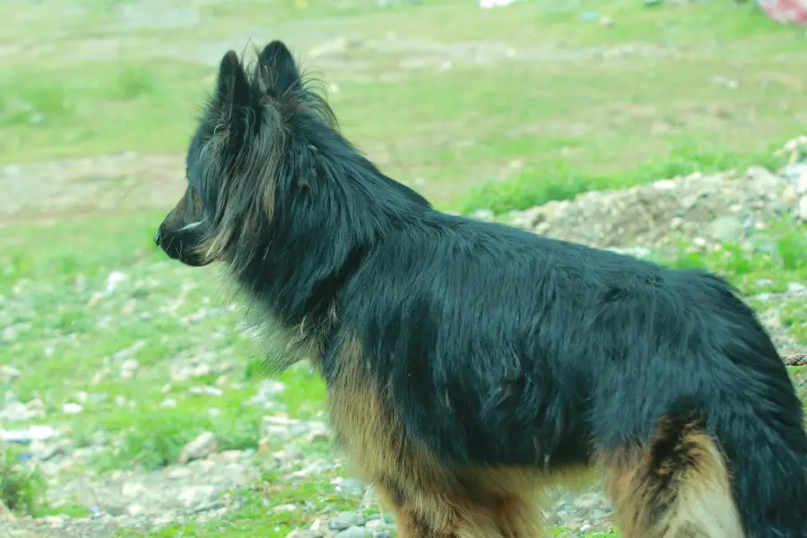 German Shepherd Male tripple court — photo 2
