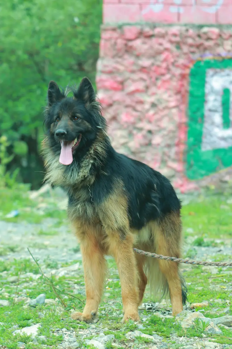 German Shepherd Male tripple court — photo 3