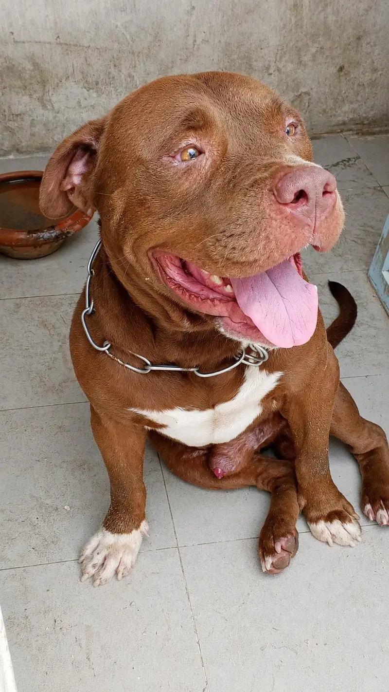 American pit bull Dabl Head  stud  0333:1493341 — photo 3