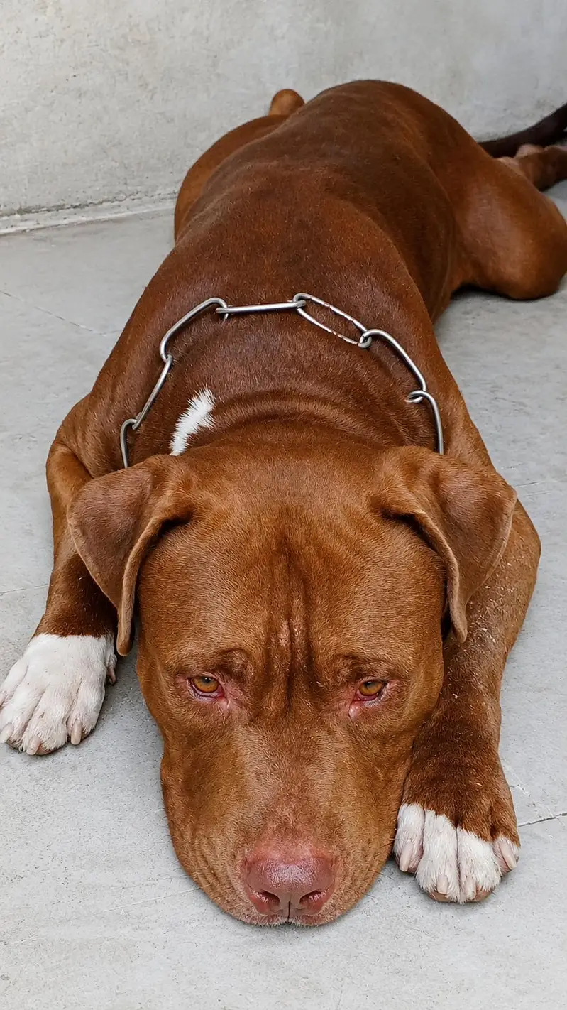 American pit bull Dabl Head  stud  0333:1493341 — photo 5
