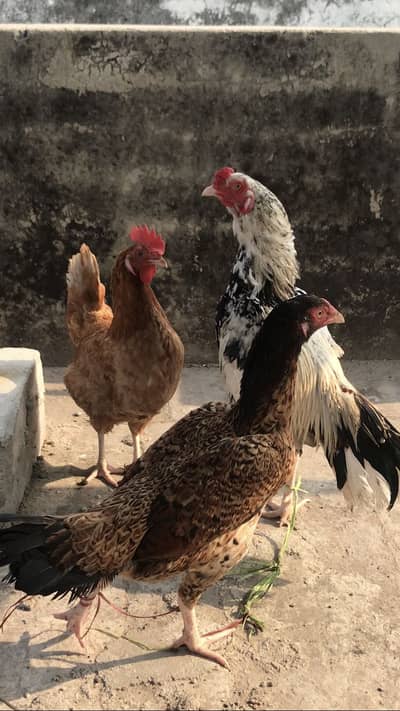 Full Setup For Sale | Sindhi Jawa | Panus Pakoye Hen | Desi hen