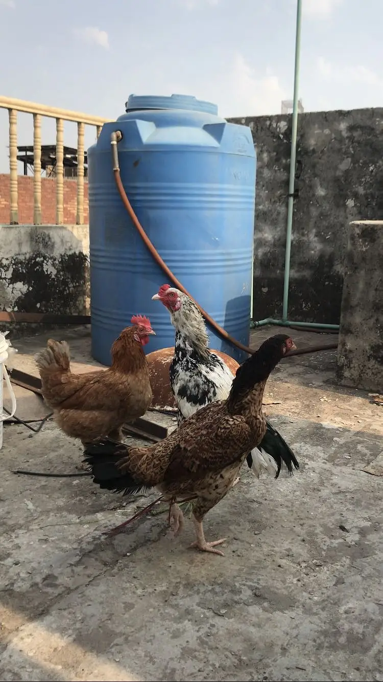 Full Setup For Sale | Sindhi Jawa | Panus Pakoye Hen | Desi hen — photo 2