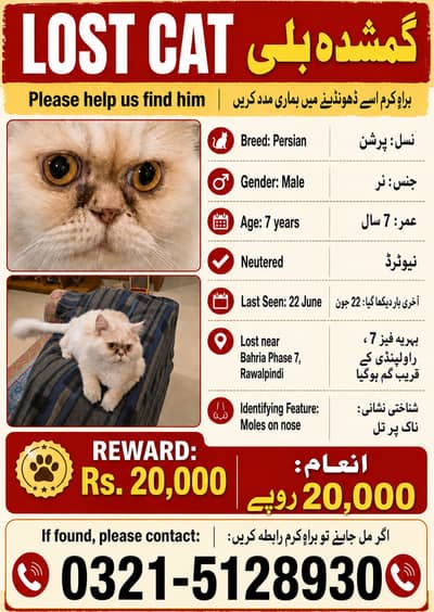 Lost cat