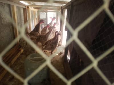Turkey Hens