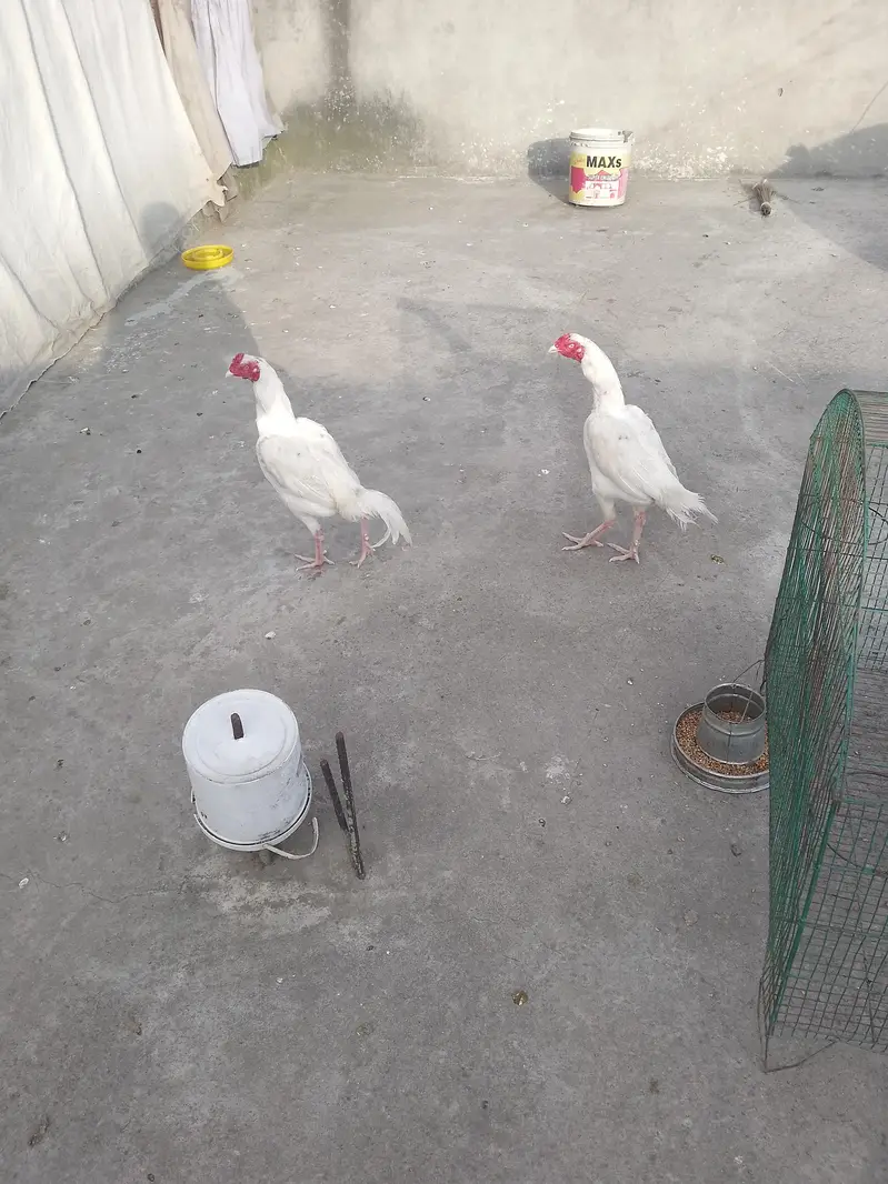 Turkey Hens — photo 2