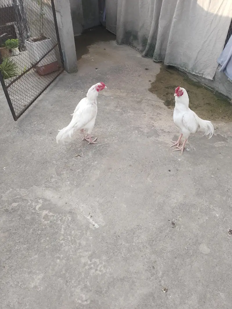Turkey Hens — photo 3