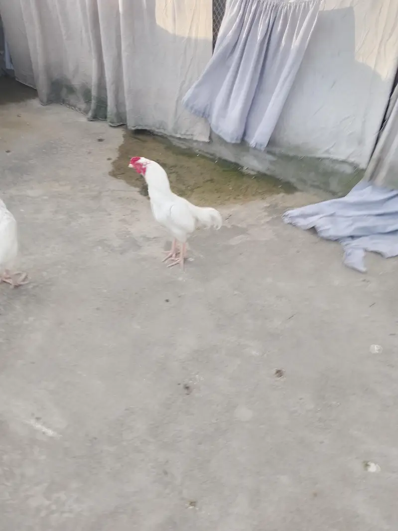 Turkey Hens — photo 4