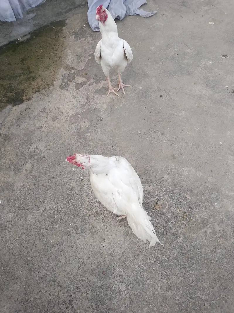 Turkey Hens — photo 5