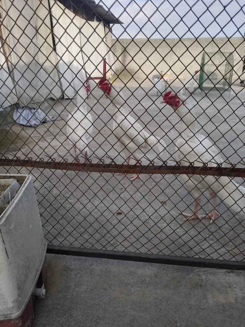 Turkey Hens — photo 6