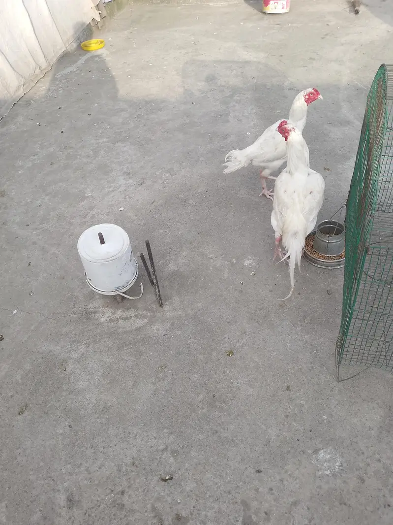 Turkey Hens — photo 7