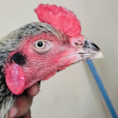 pure aseel pair high quality