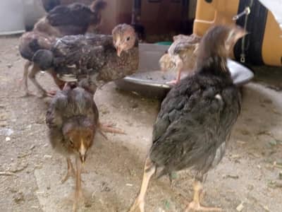 Aseel Chicks sale contact 03454162260