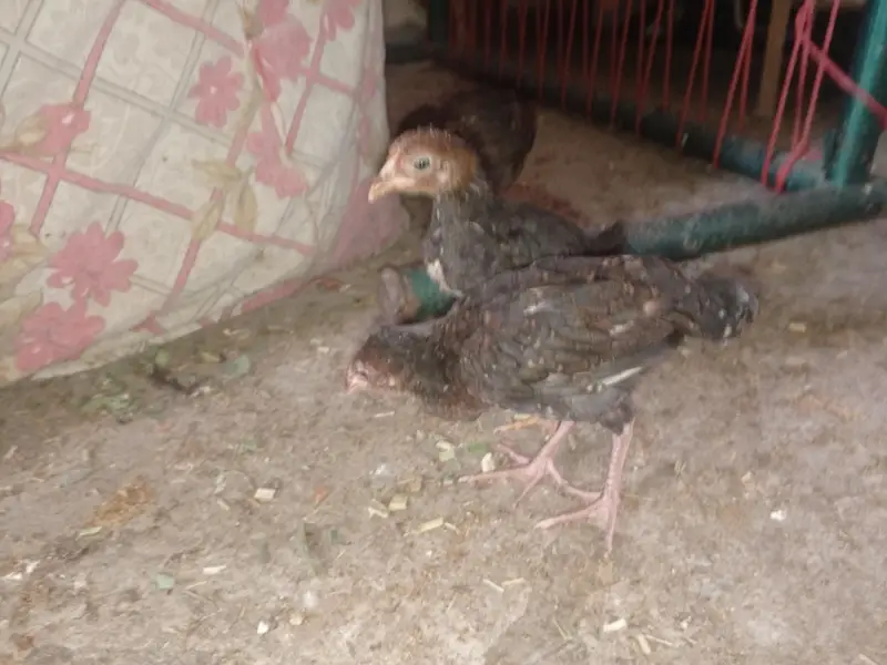 Aseel Chicks sale contact 03454162260 — photo 2