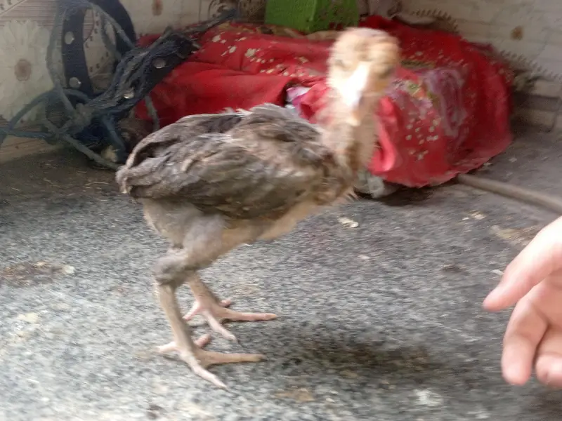 Aseel Chicks sale contact 03454162260 — photo 3