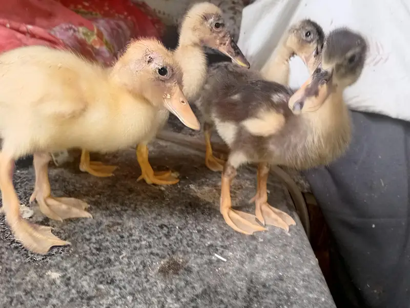Aseel Chicks sale contact 03454162260 — photo 4