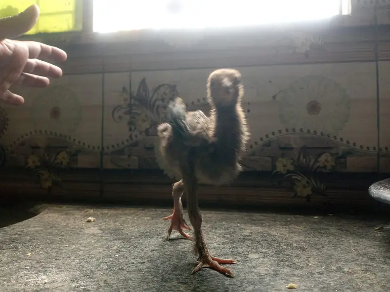 Aseel Chicks sale contact 03454162260 — photo 5